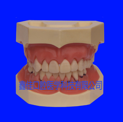 产品展示- 合肥鑫佳口腔医学科技有限公司-牙科模型,合肥鑫佳,鑫