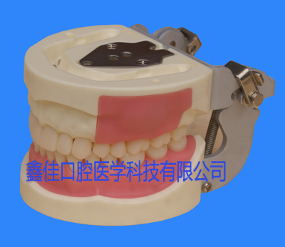 备牙模型牙科口腔材料器械牙齿模型口腔教学练习模型树脂牙模材料